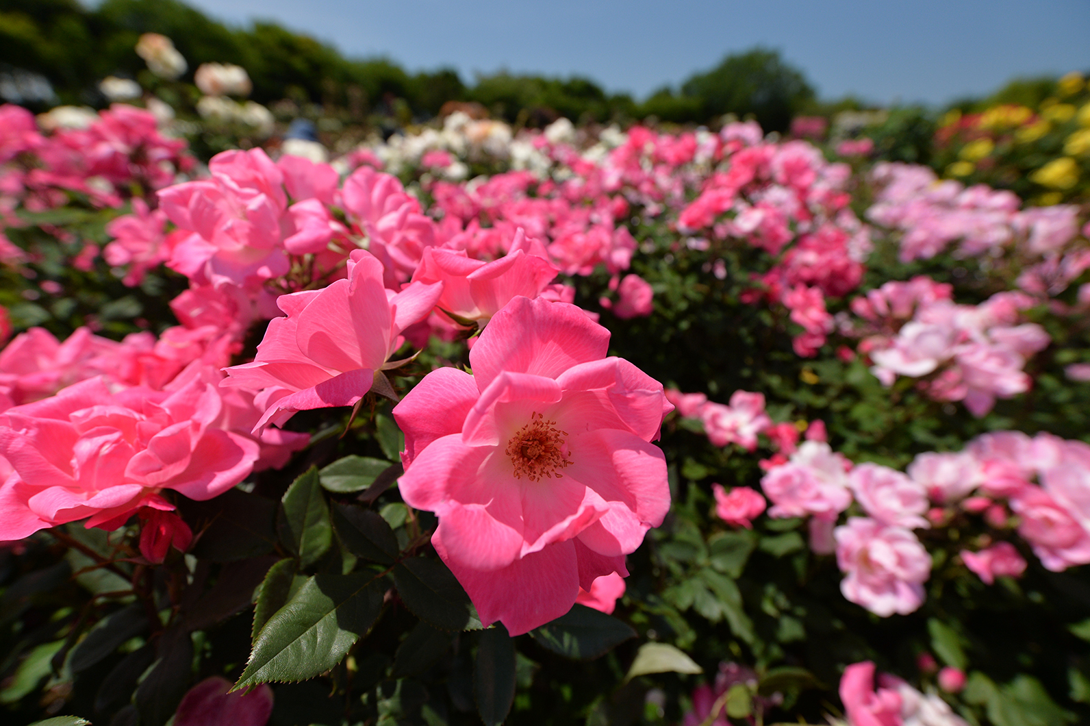 初夏を彩るバラ