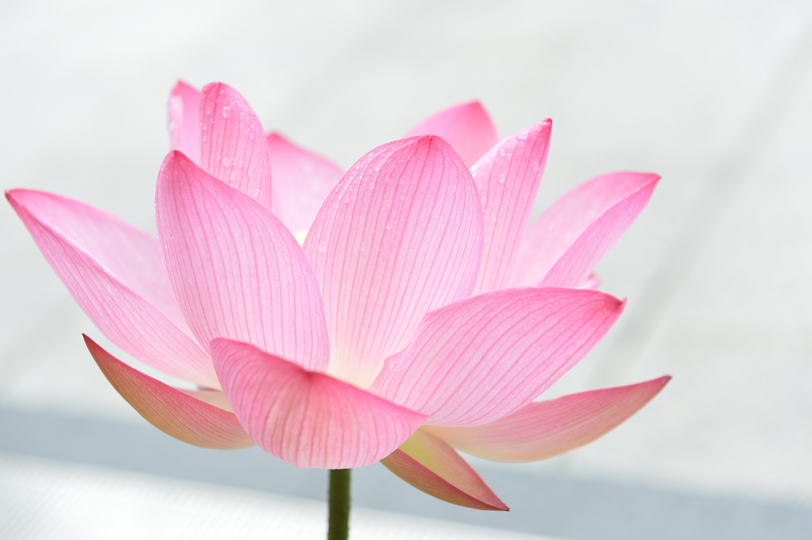 視点を変えてハスを撮る