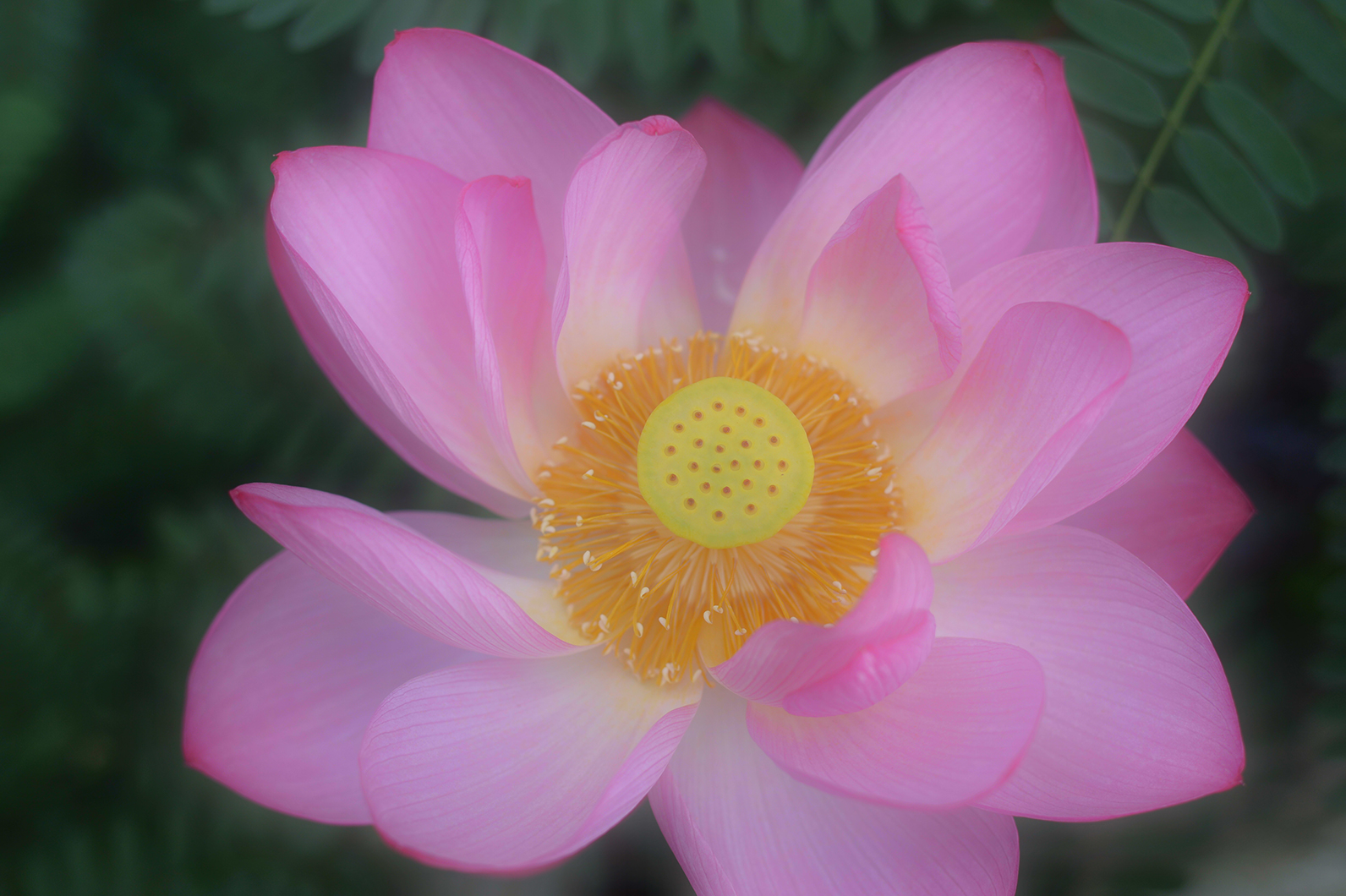 水辺を彩るハス