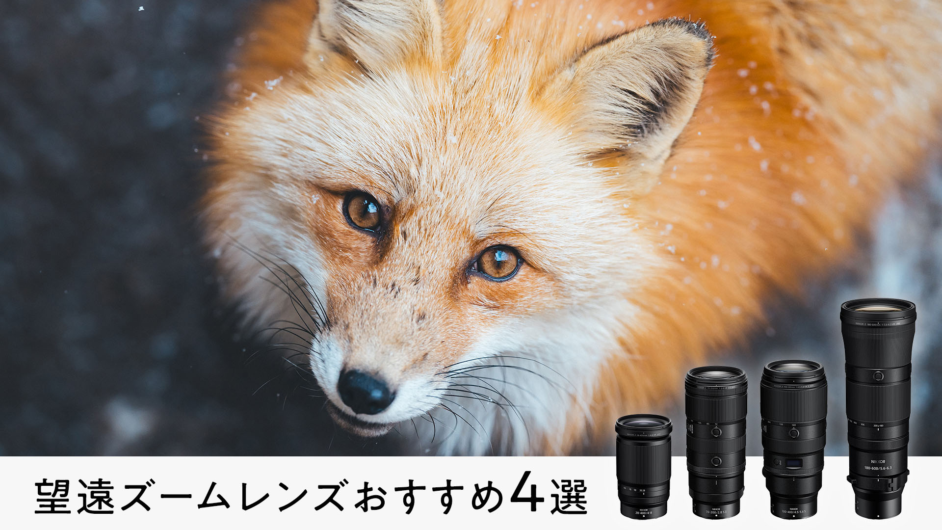 望遠ズームレンズおすすめ４選！野鳥や動物、乗り物、スポーツ撮影のステップアップに【NIKKOR Zレンズ】