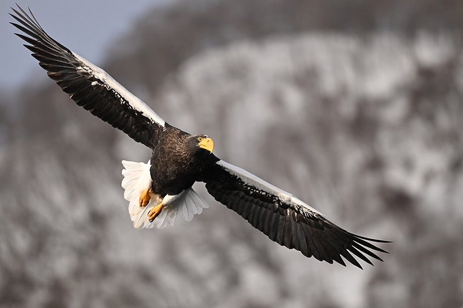 600mmまでカバーする、機動性・操作性に優れた超望遠「NIKKOR Z 180-600mm f/5.6-6.3 VR」