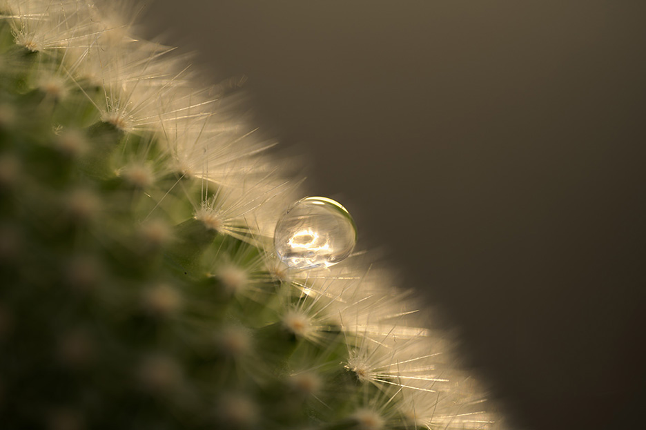 最高峰の中望遠マイクロレンズ「NIKKOR Z MC 105mm f/2.8 VR S」