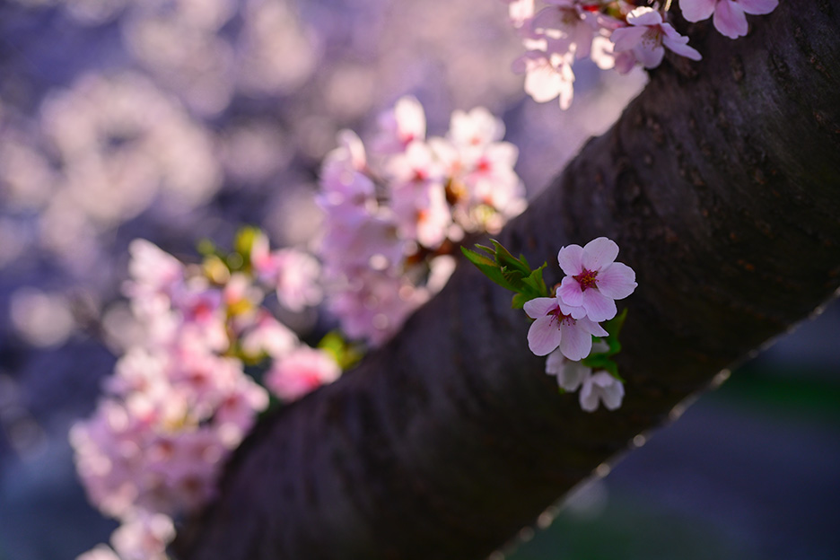 NIKKOR Z 24-120mm f/4 Sで撮影した桜のアップ