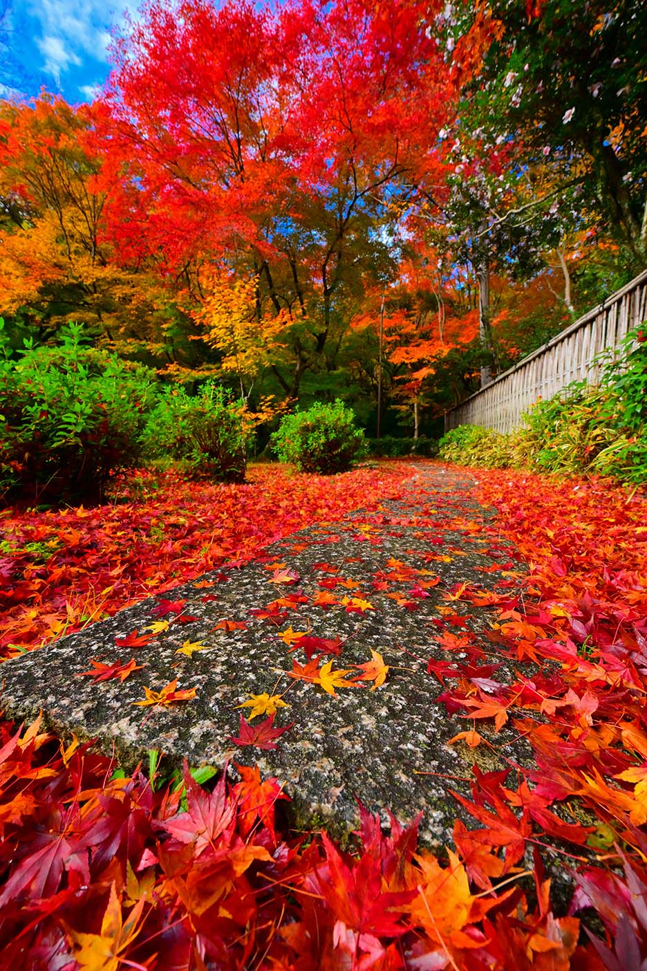 NIKKOR Z 14-30mm f/4 Sで撮影した紅葉