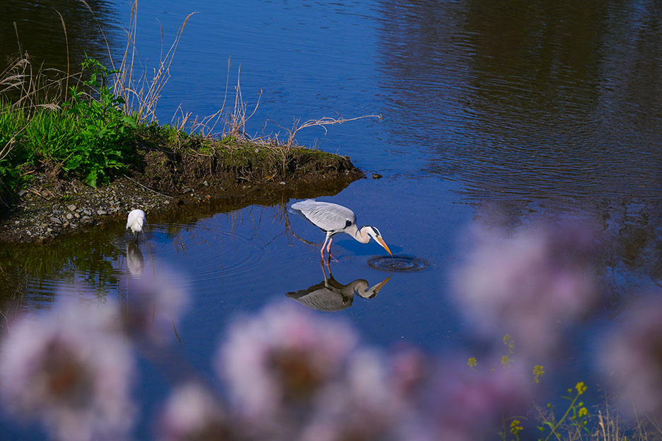 NIKKOR Z 70-200mm f/2.8 VR Sで撮影した鳥写真