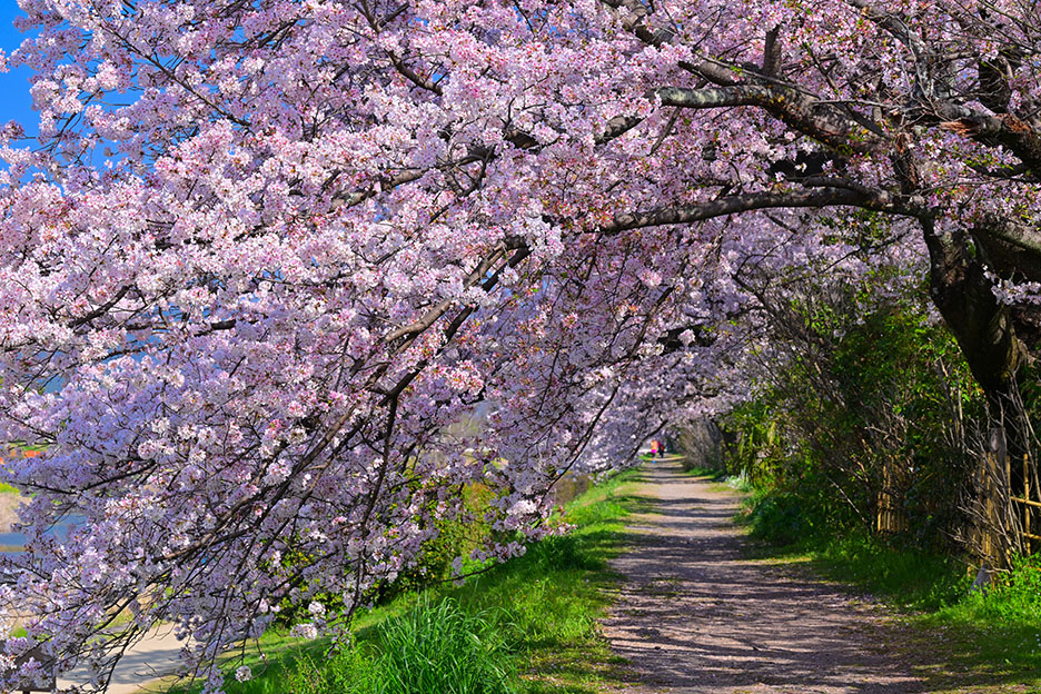 NIKKOR Z 70-200mm f/2.8 VR Sで撮影した桜並木