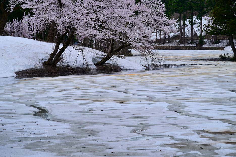 雪解けの黒い汚れを桜風景の模様に