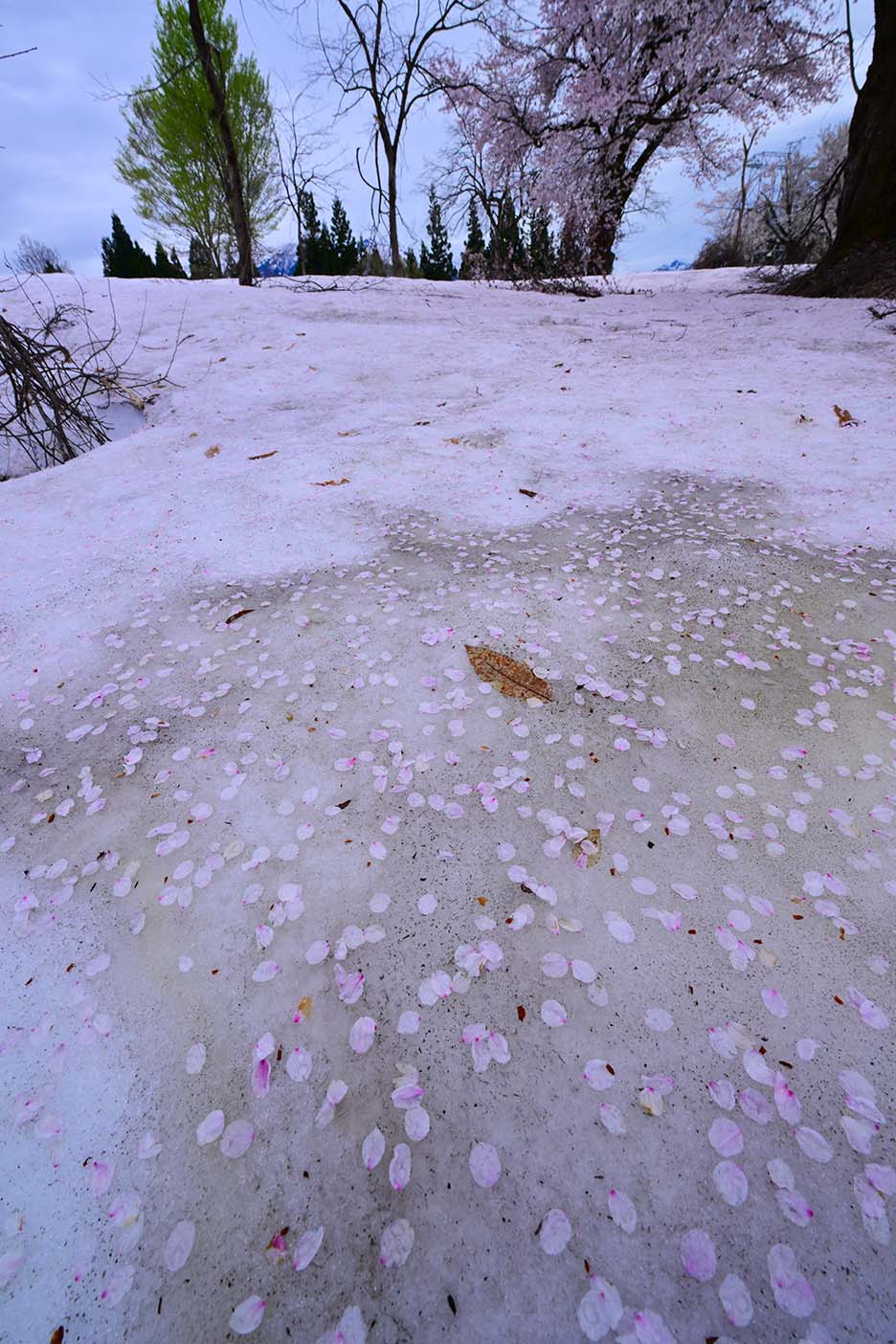 雪の黒ずんだ部分により散った桜が際立つ