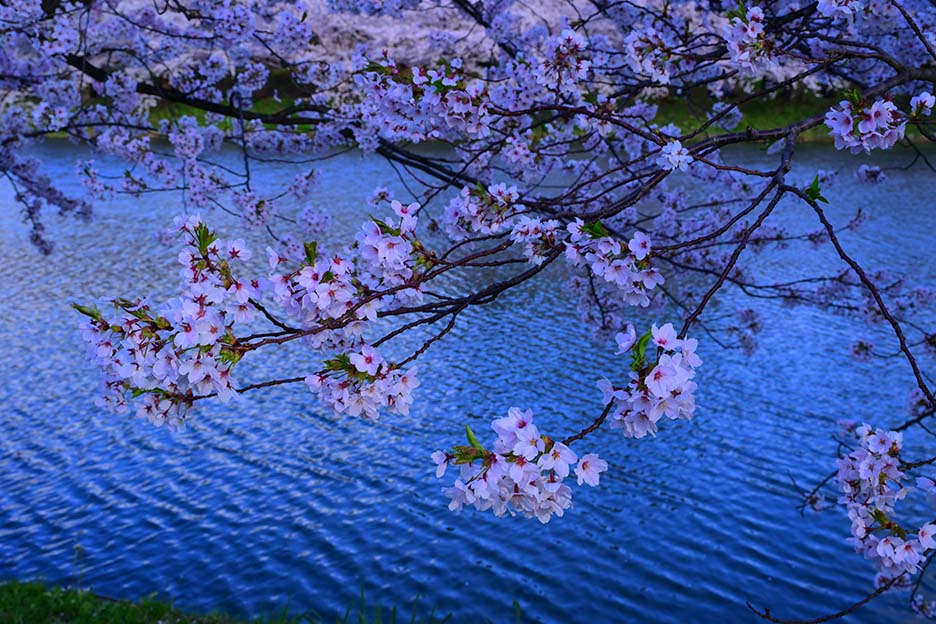 水面のさざ波により背景に表情が生まれる
