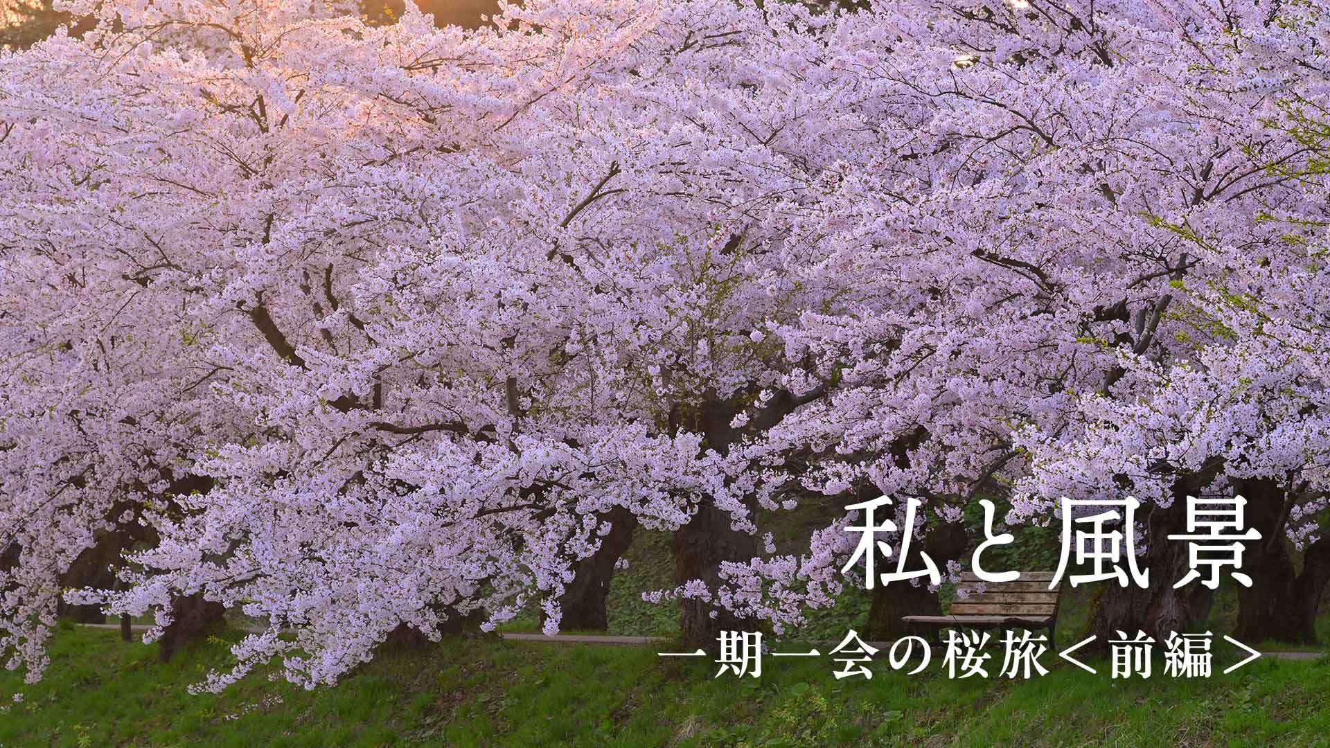 【私と風景】一期一会の桜旅＜前編＞星野佑佳