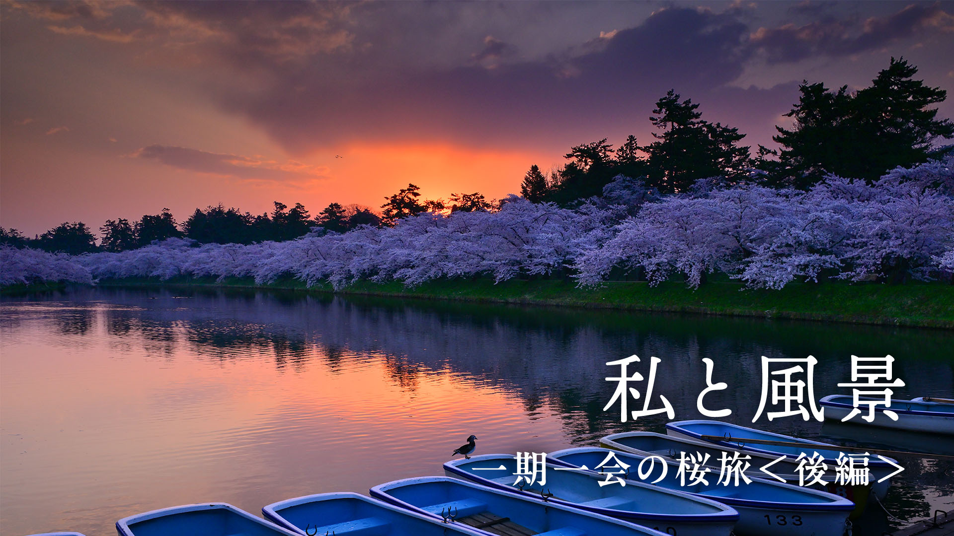 【私と風景】一期一会の桜旅＜後編＞星野佑佳