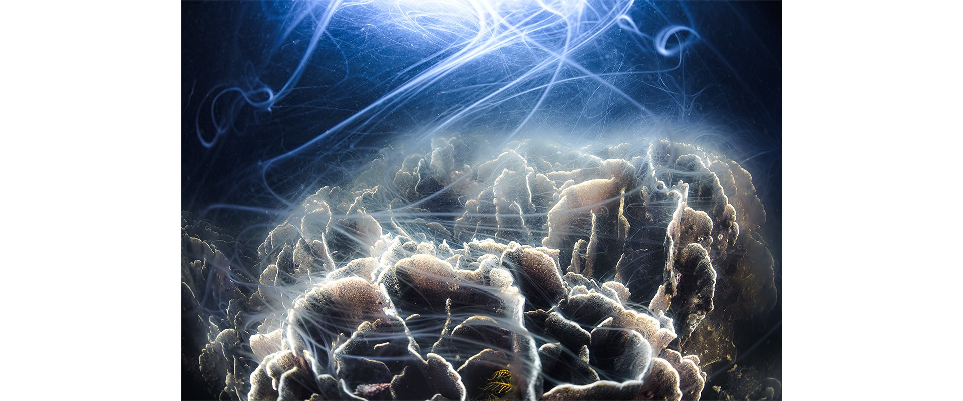 第26回「三木淳賞」 齋藤利奈 写真展「The Circle of Life ～海に息づく命の環～」