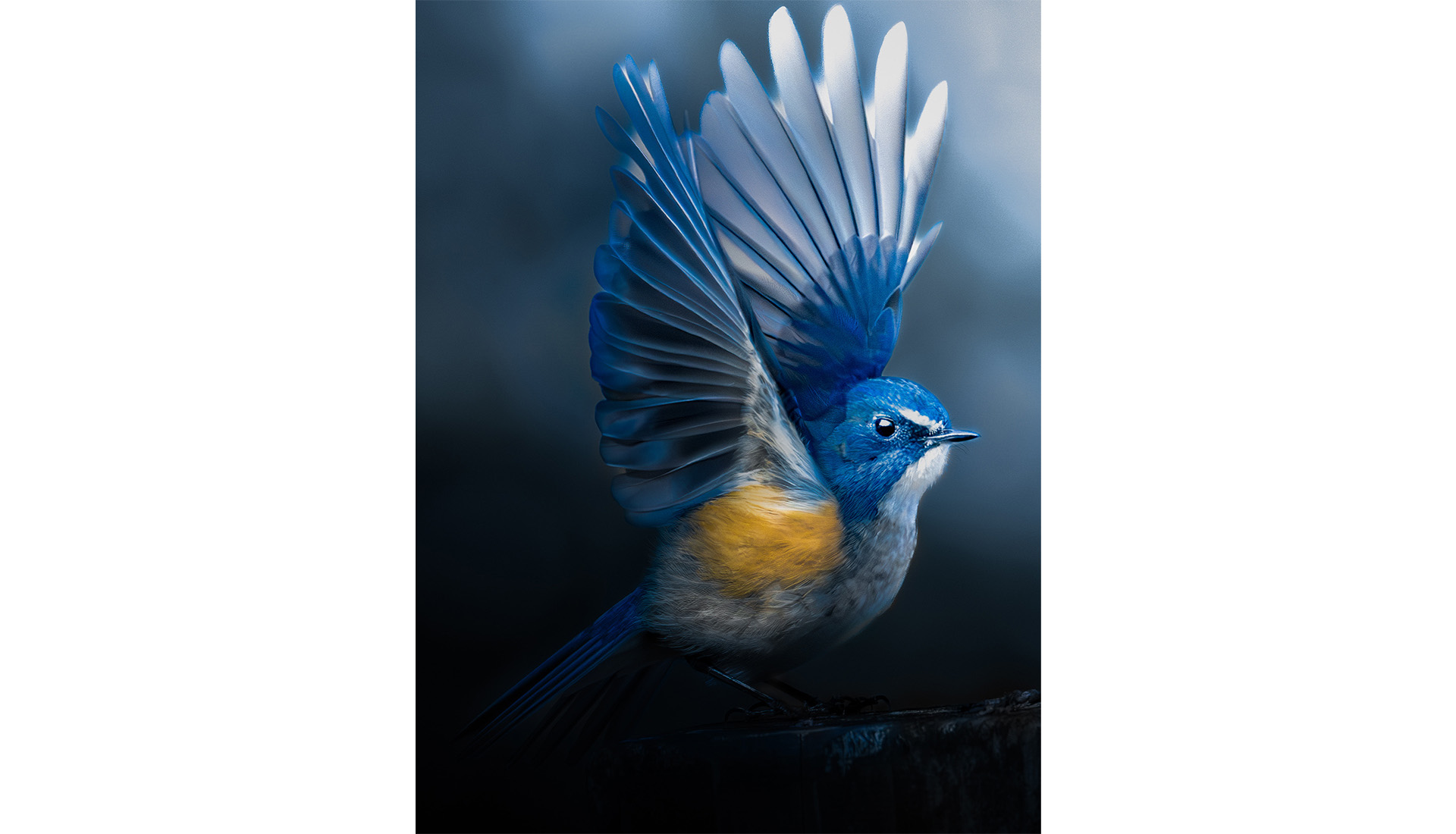 第73回 ニッコールフォトコンテスト 12,139点の応募作品の中から最高賞である『グランプリ』が決定