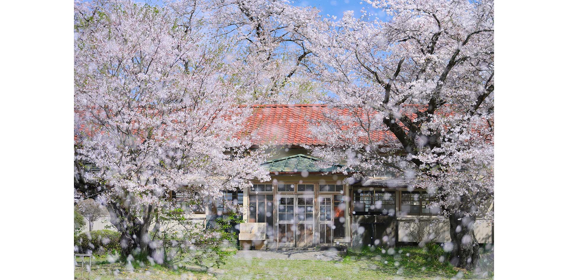 THE GALLERY企画展 深澤武 写真展「桜」