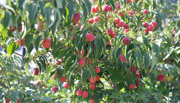 写真家 鈴木育郎氏の写真