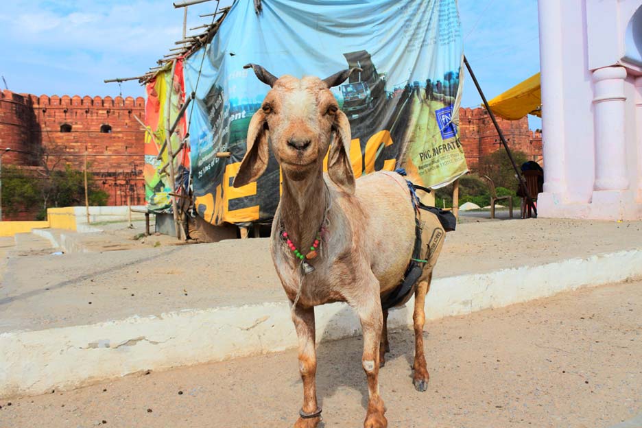 レイチェル・チャン氏の写真