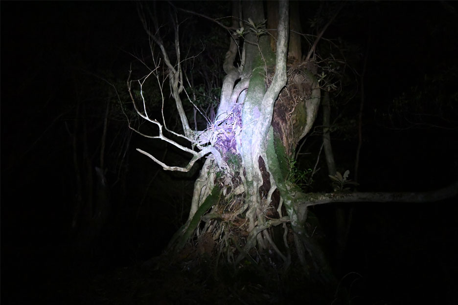 写真家 山内悠氏の写真