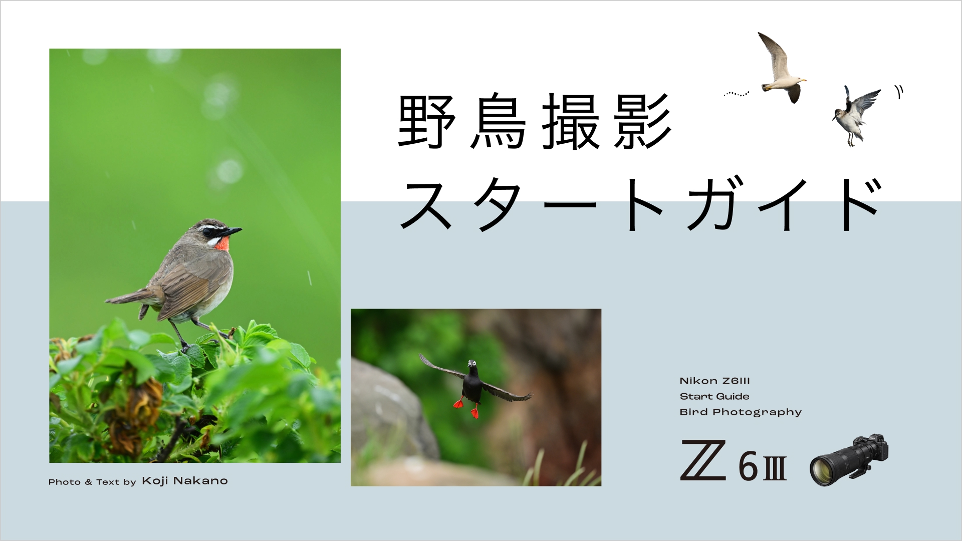 野鳥撮影スタートガイド