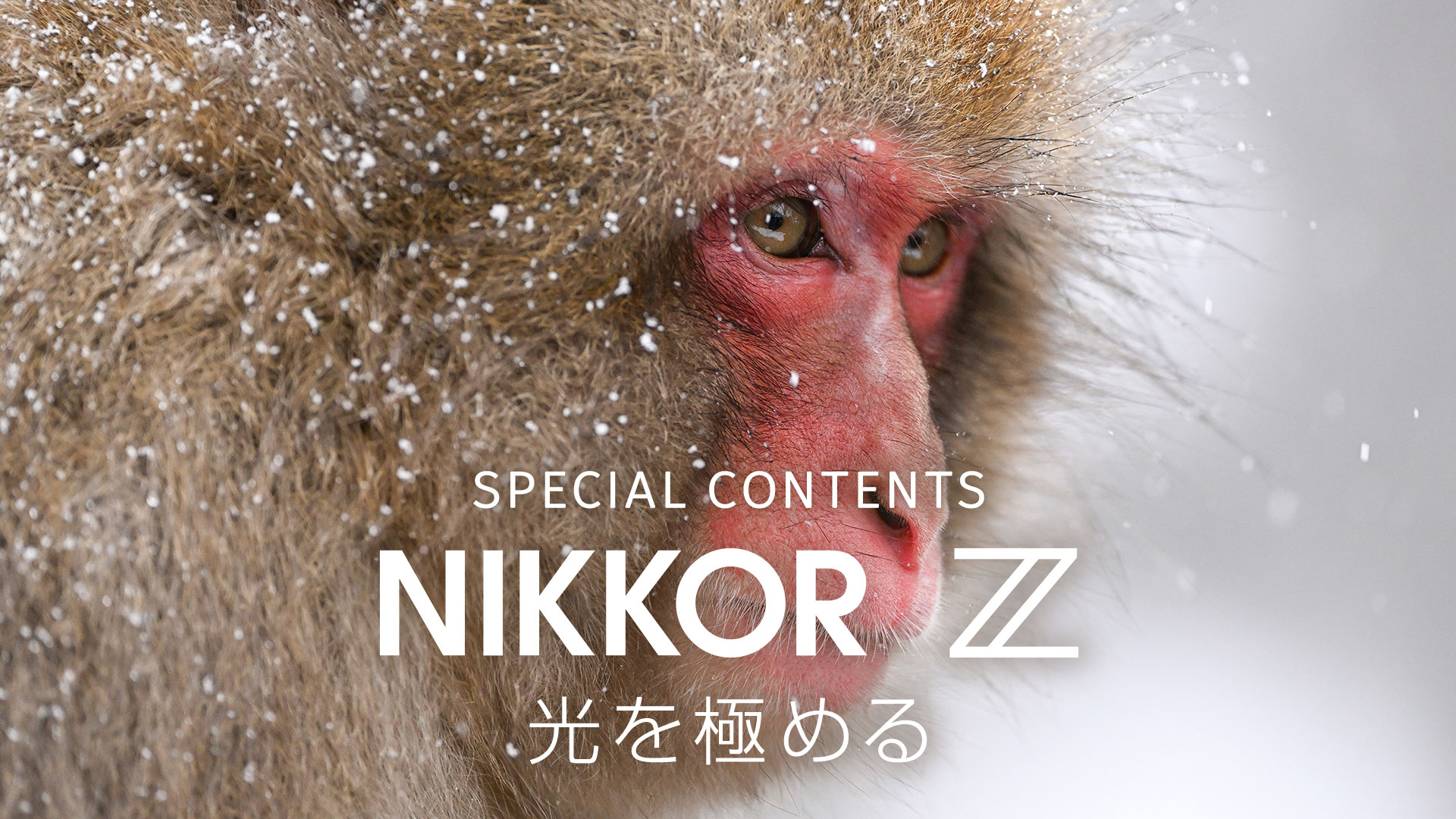 NIKKOR Z 100-400mm f/4.5-5.6 VR S | NIKKOR Z スペシャルコンテンツ | ニコン