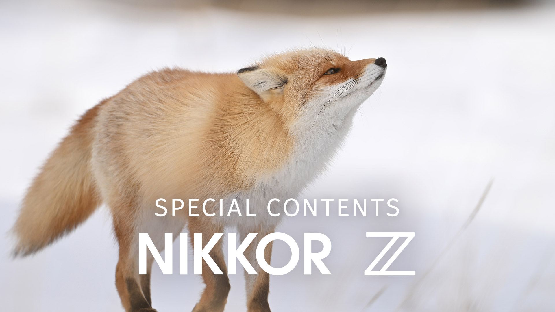 NIKKOR Z 180-600mm f/5.6-6.3 VR - 概要 | NIKKORレンズ | ニコン