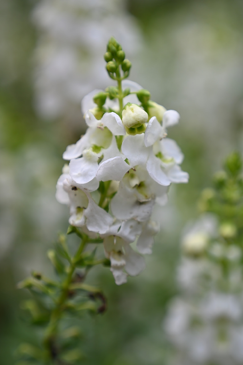 被写体を大きく捉え、細部を魅力的に描写
