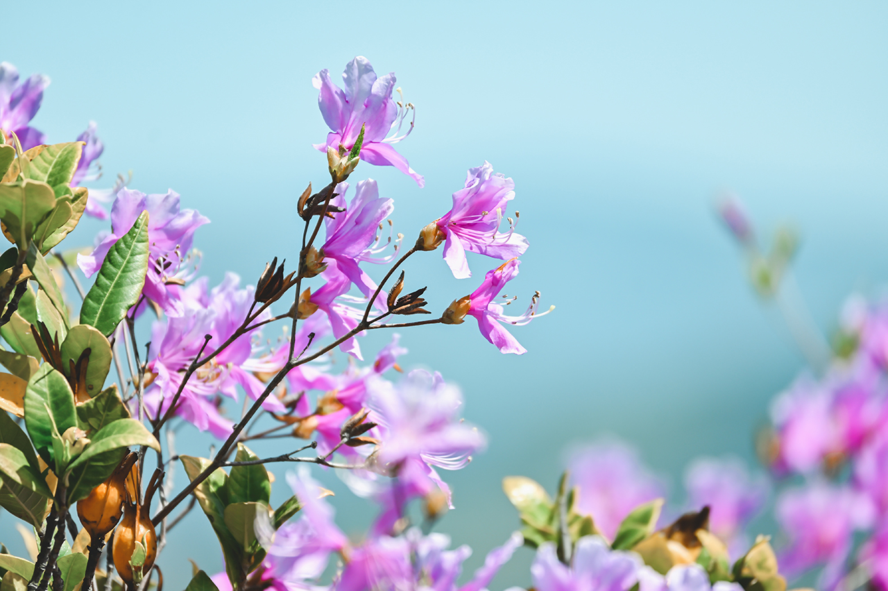 Z30 - 撮影サンプル | ミラーレスカメラ | ニコン