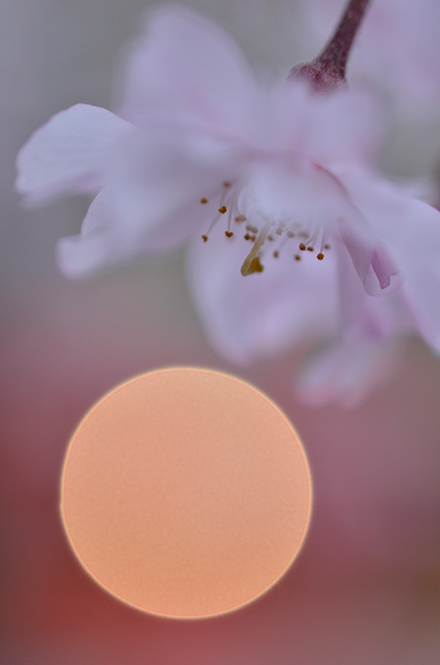 AF-S DX Micro NIKKOR 40mm f/2.8G 02