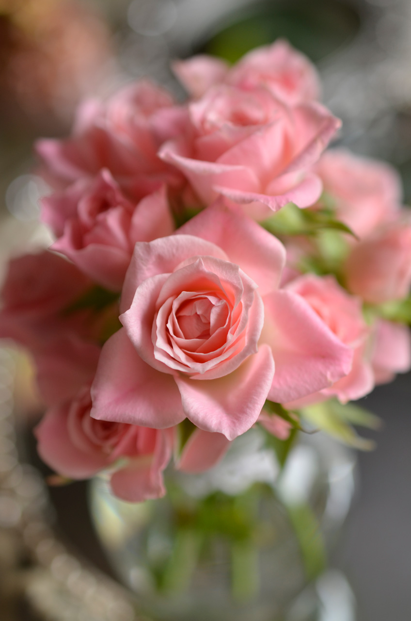 素晴らしい価格 NIKKOR Micro DX AF-S 40mm NIKKOR | 撮影サンプル - f/2.8G レンズ(単焦点)
