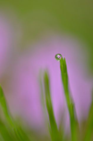 AF-S DX Micro NIKKOR 40mm f/2.8G サンプル3