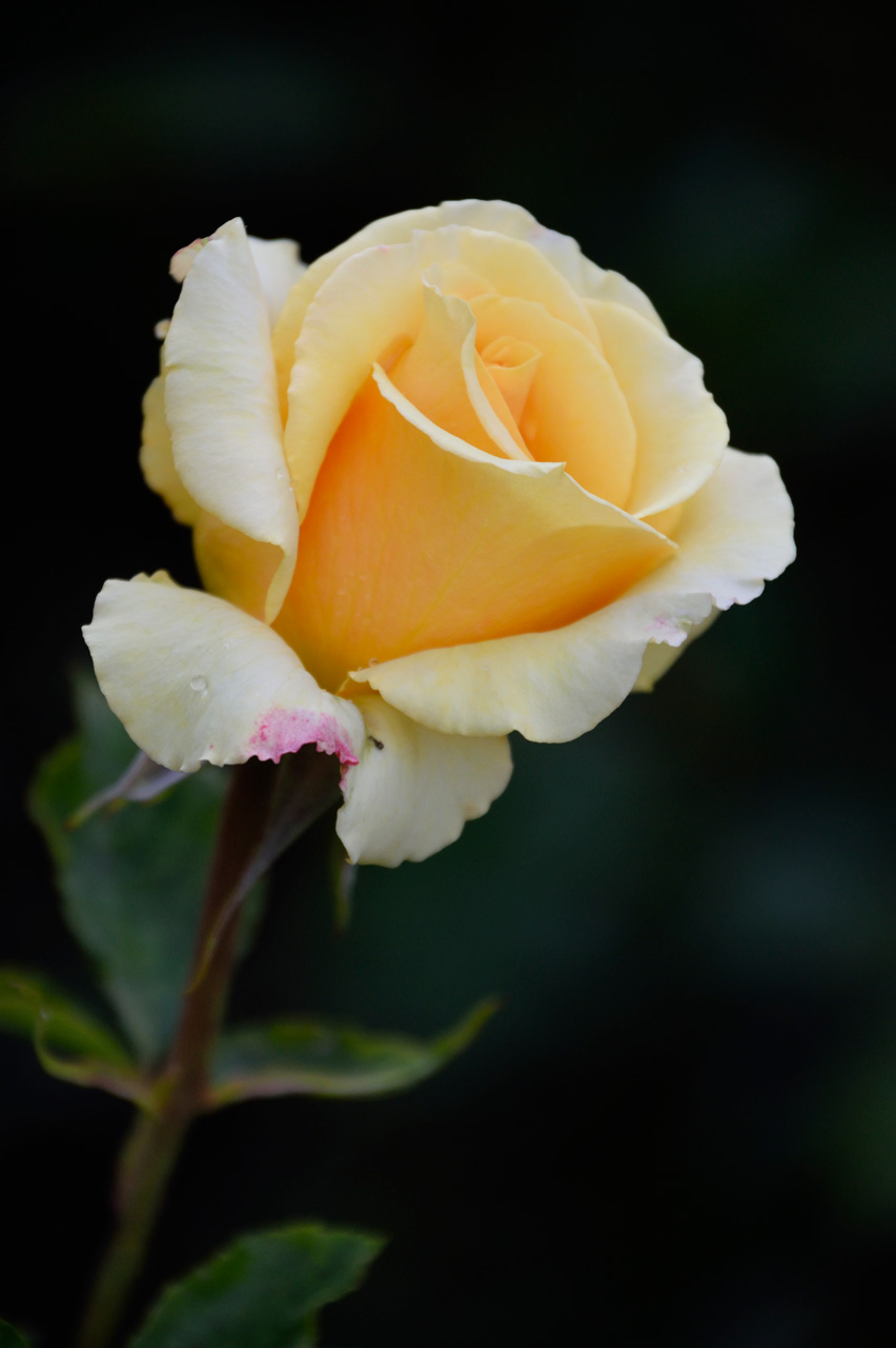 AF-S DX NIKKOR 18-300mm f/3.5-6.3G ED VR - 撮影サンプル | NIKKOR