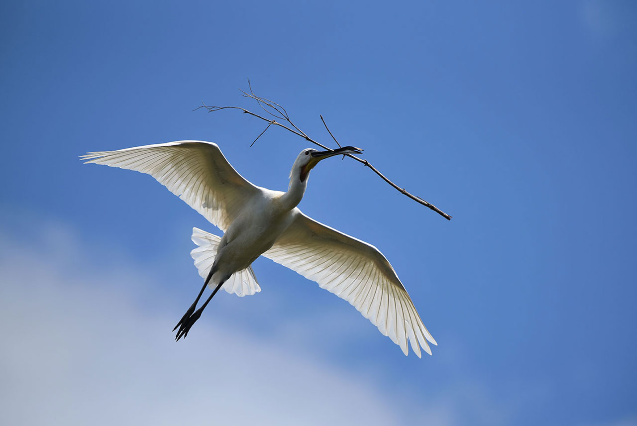 AF-S NIKKOR 200-500mm f/5.6E ED VR - 撮影サンプル | NIKKORレンズ