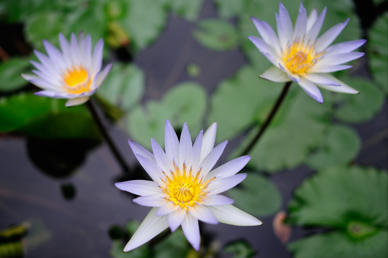 AF-S NIKKOR 28mm f/1.8G - 撮影サンプル | NIKKORレンズ | ニコン