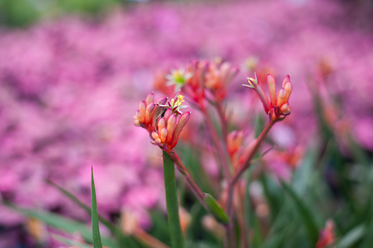 AF-S NIKKOR 50mm f/1.8G - 撮影サンプル | NIKKORレンズ | ニコン AF-S NIKKOR 50mm f/1.8G - 撮影サンプル | NIKKORレンズ | ニコン