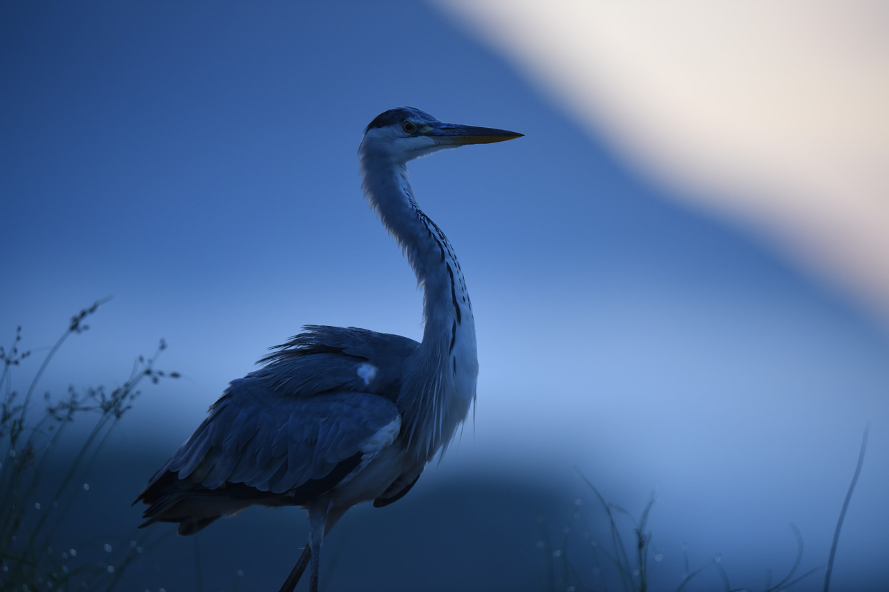 AF-S NIKKOR 600mm f/4E FL ED VR - 撮影サンプル | NIKKORレンズ | ニコン