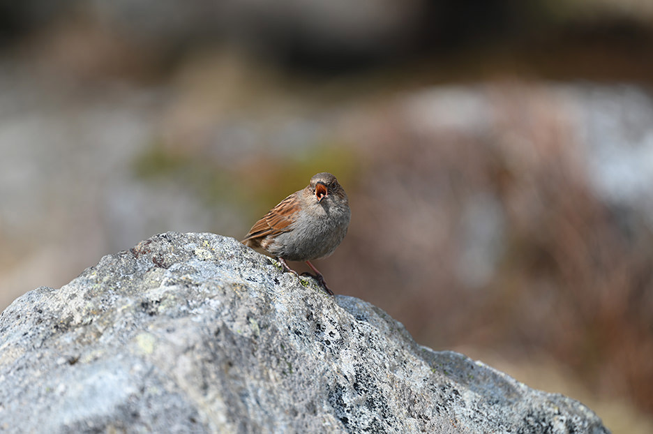 NIKKOR Z 100-400mm f/4.5-5.6 VR S 05