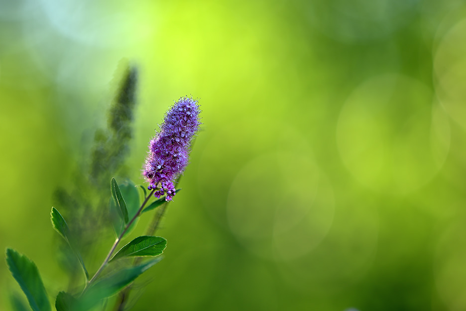 NIKKOR Z 135mm f/1.8 S Plena 01