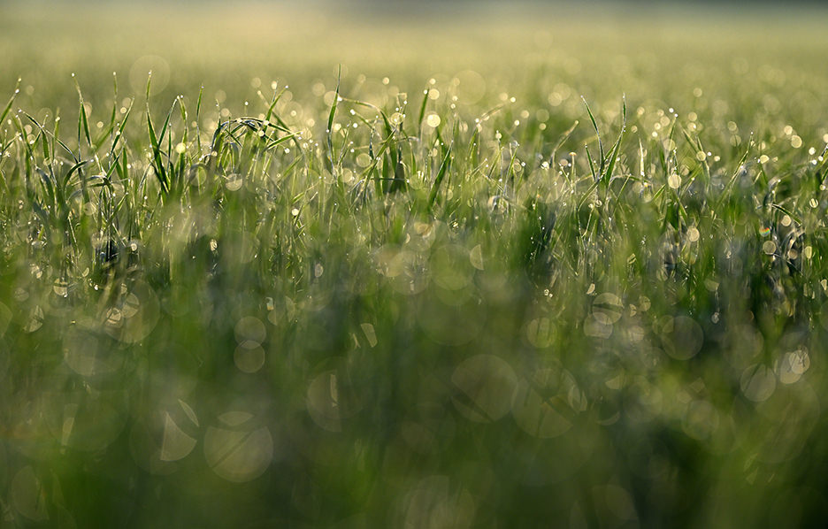 NIKKOR Z 135mm f/1.8 S Plena 04