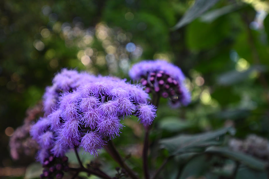 NIKKOR Z 14-30mm f/4 S サンプル6