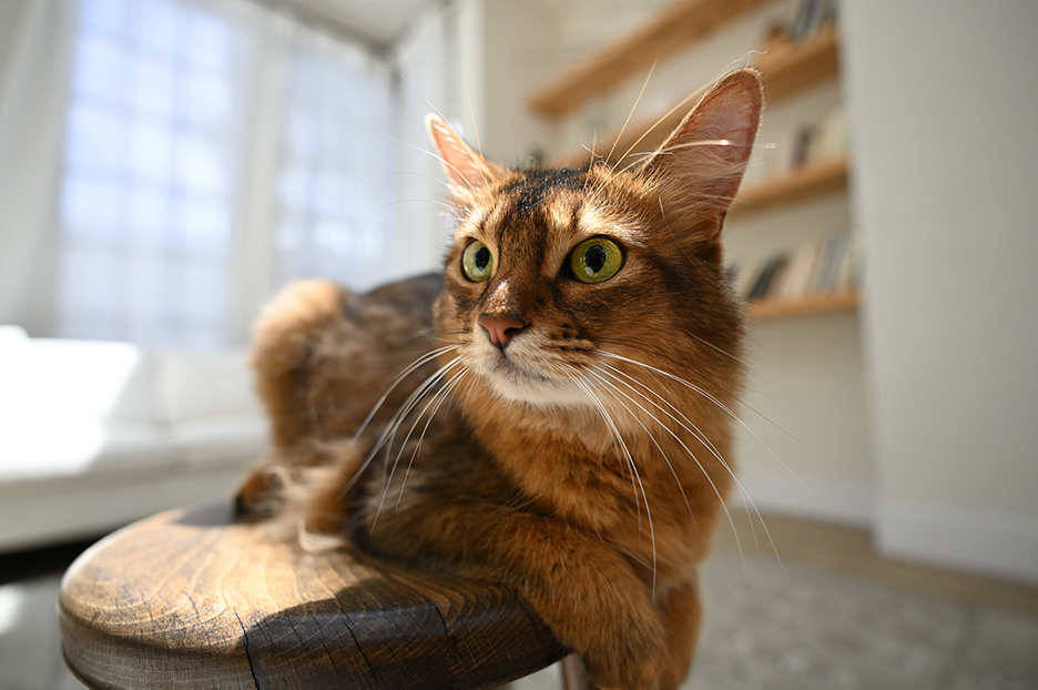 NIKKOR Z 17-28mm f/2.8 04