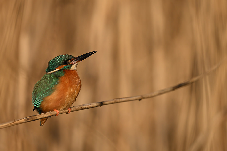 NIKKOR Z 180-600mm f/5.6-6.3 VR 03