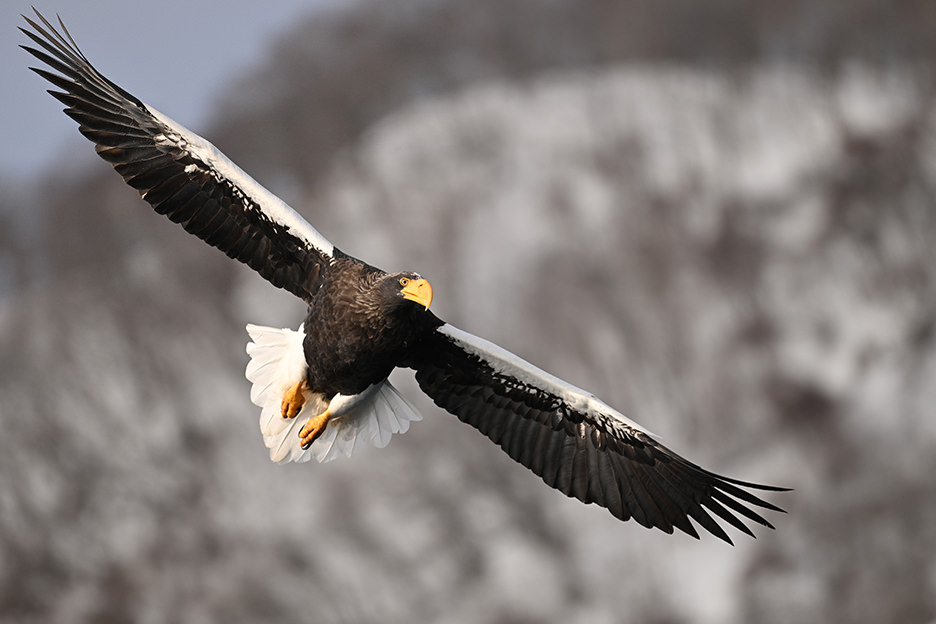 NIKKOR Z 180-600mm f/5.6-6.3 VR 06
