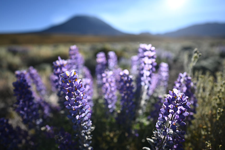 NIKKOR Z 20mm f/1.8 S 03