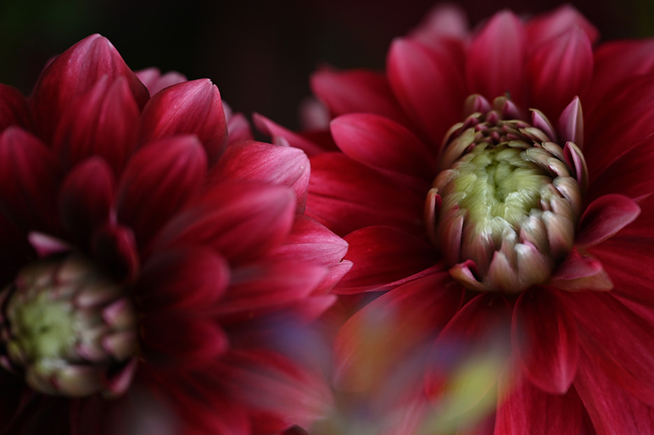 NIKKOR Z 24-120mm f/4 S サンプル3