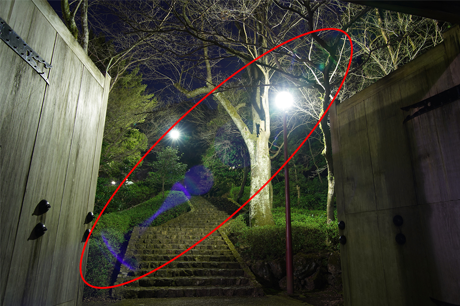 NIKKOR Z 24-70mm f/2.8 S 07
