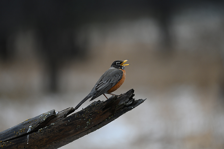 NIKKOR Z 400mm f/4.5 VR S 02