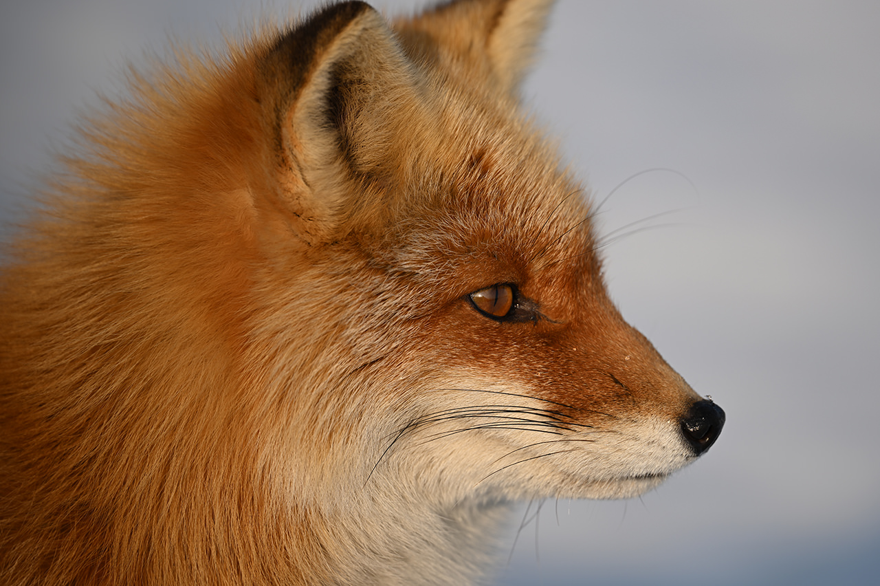 NIKKOR Z 400mm f/4.5 VR S - 撮影サンプル | NIKKORレンズ | ニコン