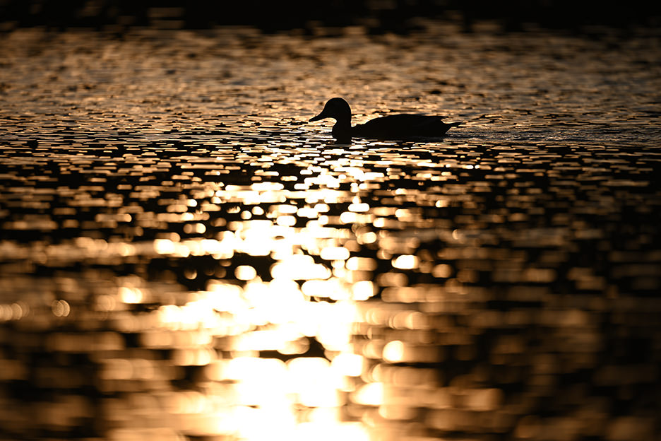 NIKKOR Z 600mm f/4 TC VR S 05
