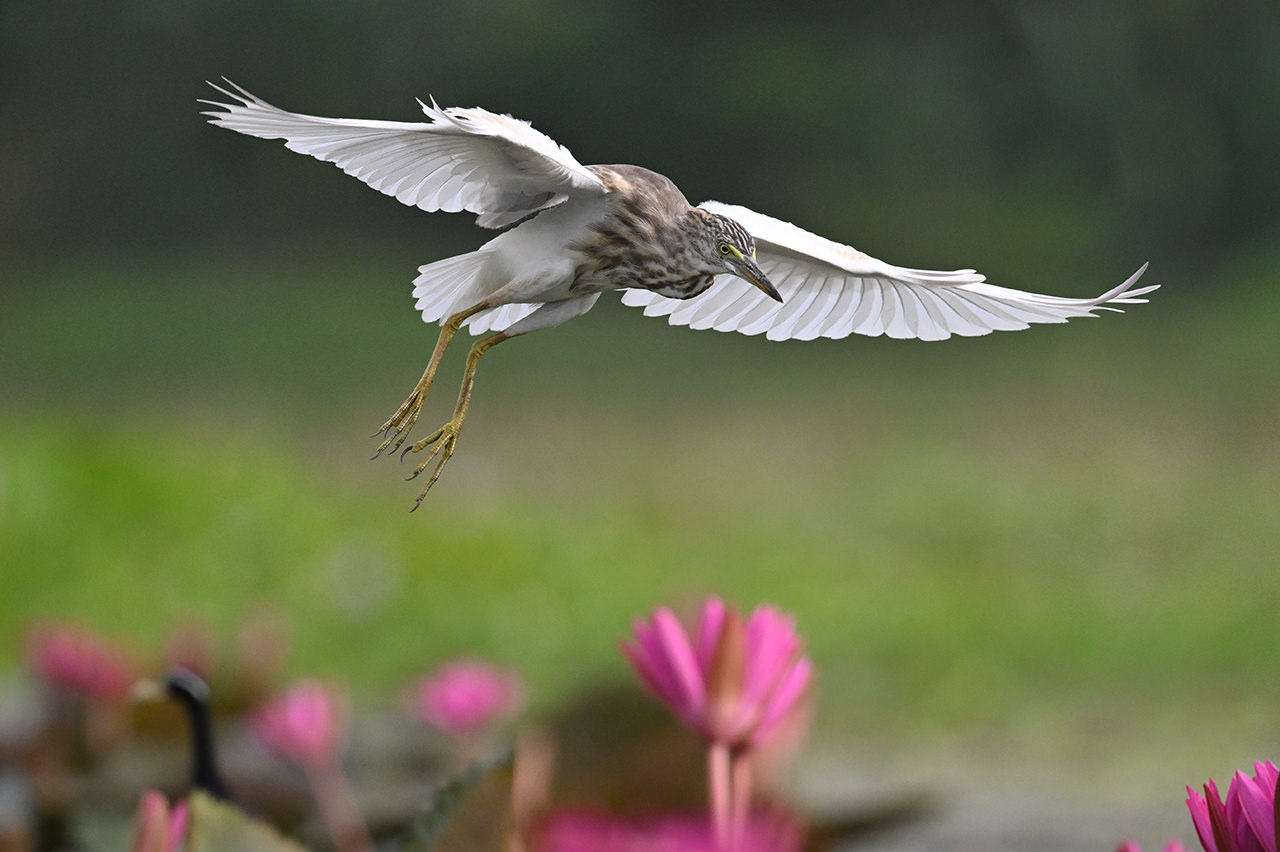 NIKKOR Z 600mm f/6.3 VR S - 撮影サンプル | NIKKORレンズ | ニコン