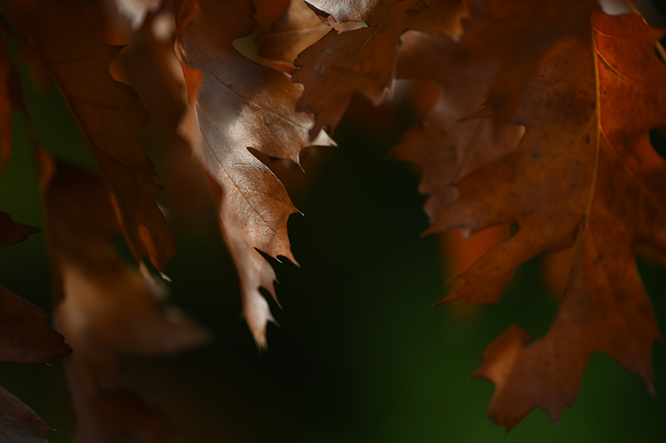 NIKKOR Z 70-180mm f/2.8 05