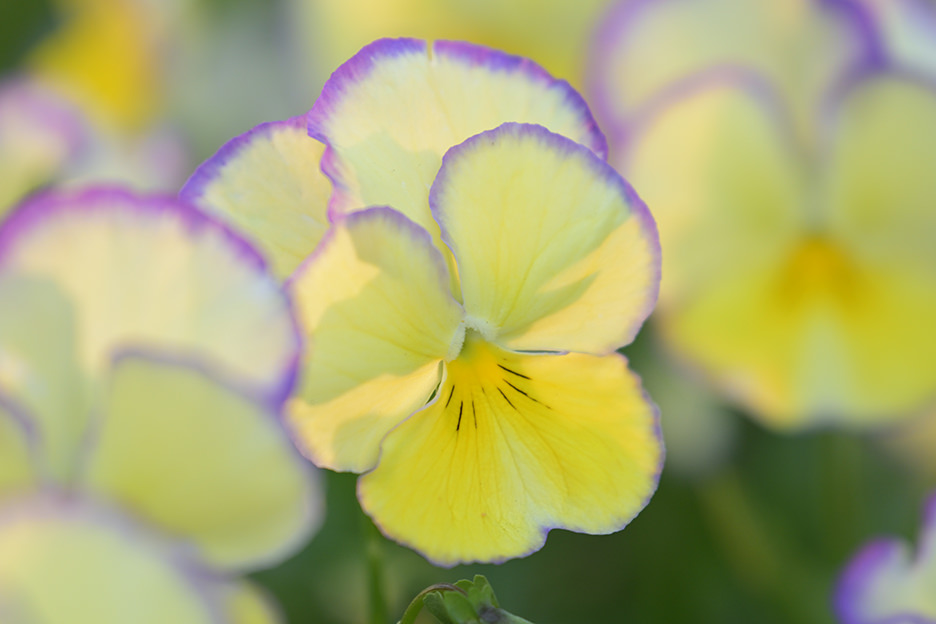 NIKKOR Z 70-180mm f/2.8 06